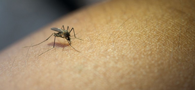 42% dos criadouros do mosquito da dengue estão em depósitos de água para consumo humano